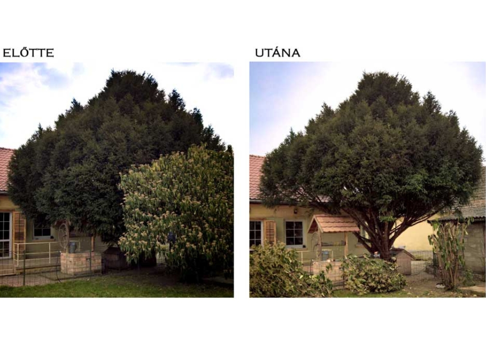 Faápolás Bicskén – a fa törzsének kiszabadítása a beton körül, előtte és utána