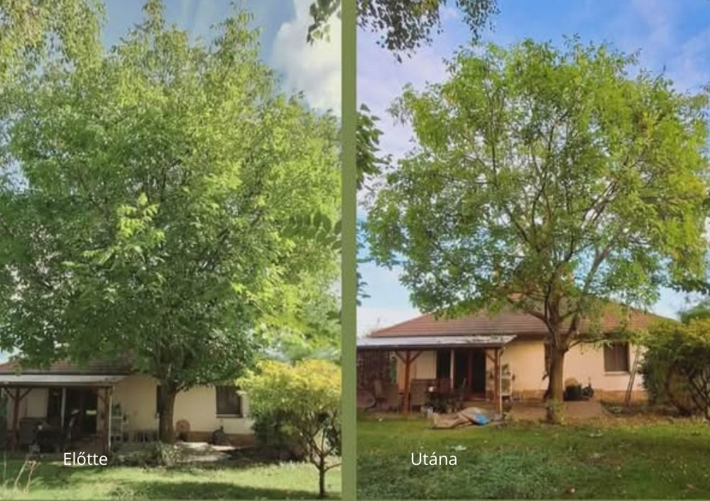 Faápolás és koronaalakítás előtte és utána – egészségesebb és rendezettebb fa