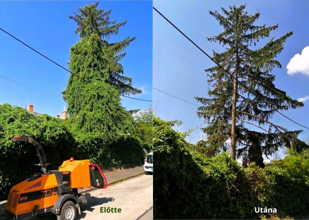 Faápolás előtte és utána – fenyőfa borostyánnal benőve, szakszerű faápolás és gallyazás után