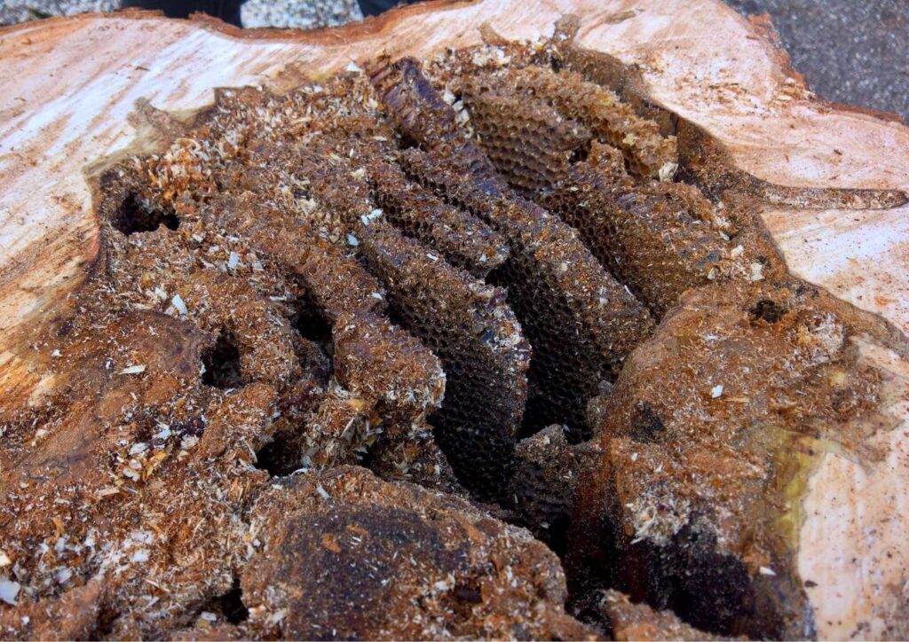 Lépesméz egy bokrétafa belsejében, vágás közben felfedezve