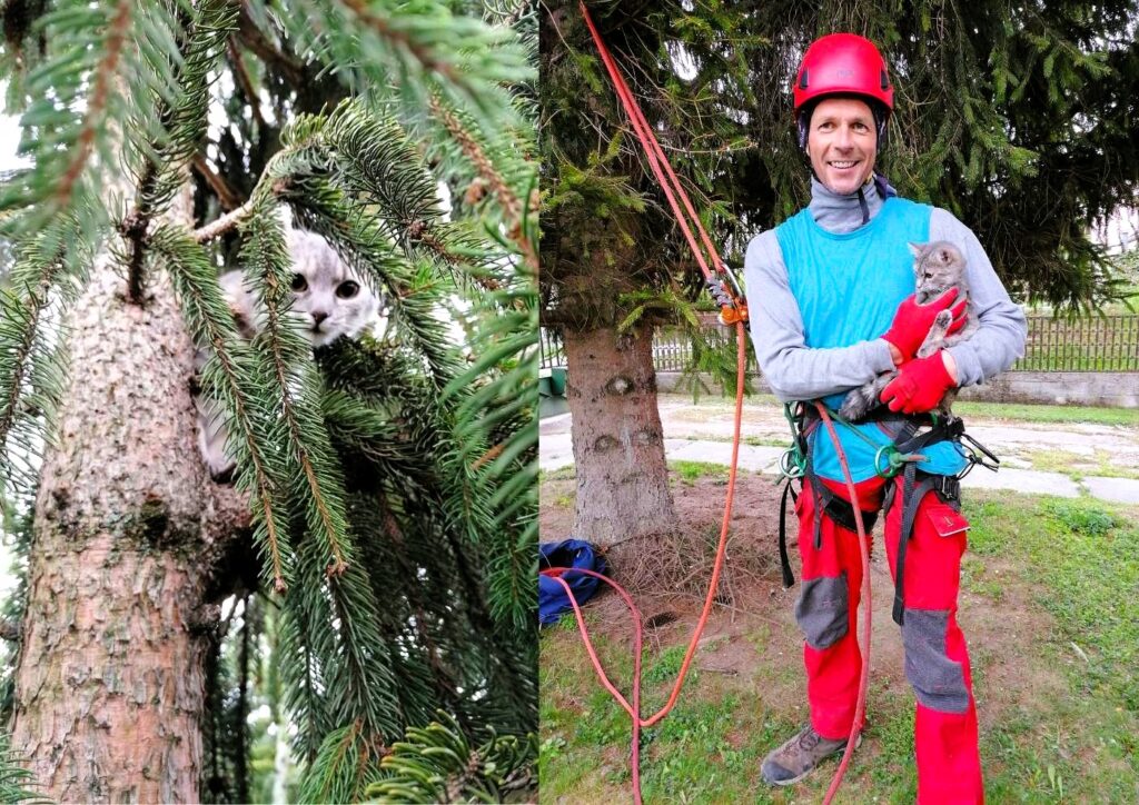Macskamentés fáról Zsámbékon – Moha cica biztonságban