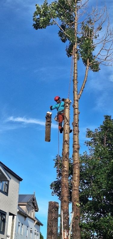 Nyárfa favágás és fakivágás alpintechnikával, magas fa szakszerű bontása lakóház mellett